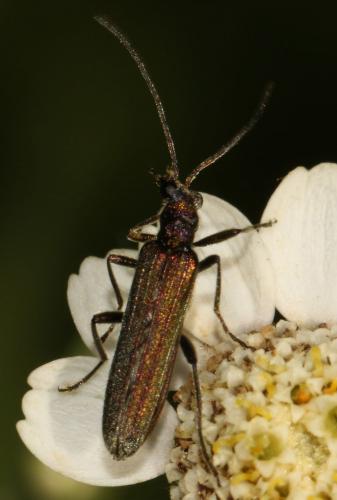 Oedemera sp.